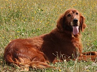 Tonka